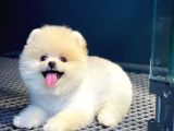 Dünya Tatlısı Pomeranian Boo yavrumuz