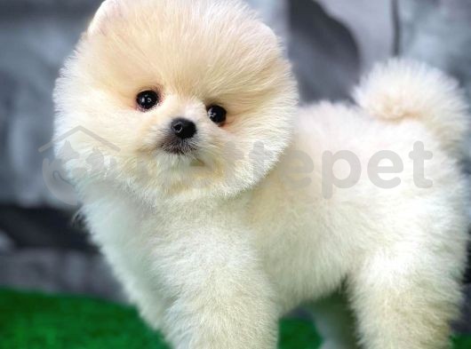 Şampiyon Pomeranian Boo yavru
