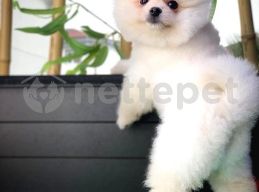 Pomerian Köpekleri