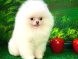 Efsane Güzellikte Pomeranian Boo yavrumuz