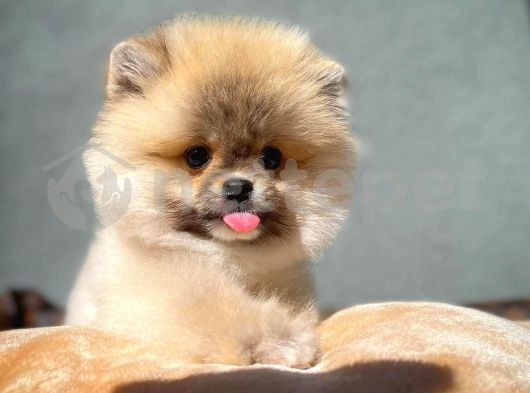 Bebek Pomeranian Boo yavrumuz