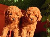 RED BROWN TOY POODLE YAVRULAR