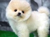 Oyuncu sevimli Pomeranian Boo yavrumuz