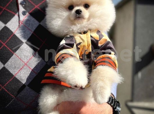 Teddy bear face Yarışma düzeyi Pomeranian boo yavrumuz 