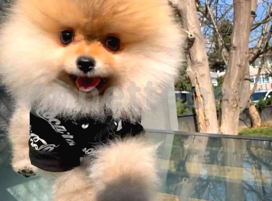 Ayı Surat Pomeranian Boo Yavrularımız