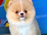 Sağlıklı garantili Pomeranian Boo yavrumuz 
