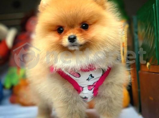 Eşsiz Güzellikte Pomeranian Boo yavrumuz 
