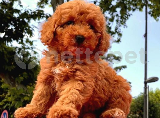 MİNİ TOY POODLE RED BROWN YAVRULAR 