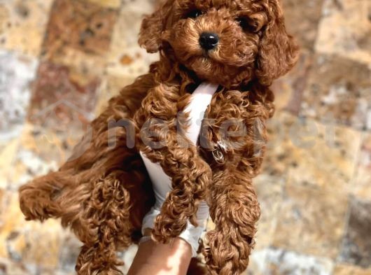 MİNİ BOY RED BROWN TOY POODLE 