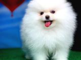 Dünya Güzeli Pomeranian Boo yavrumuz
