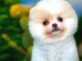 Partycolor renkte Nadir bulunan Pomeranian Boo yavrumuz
