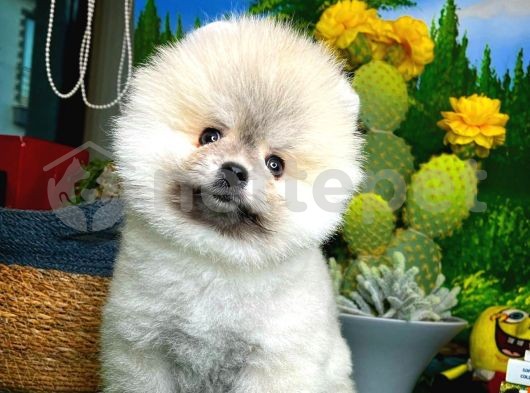 Efsane Güzellikte  Pomeranian Boo yavrumuz