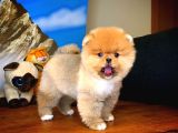 Neşeli oyuncu Pomeranian Boo yavrumuz 