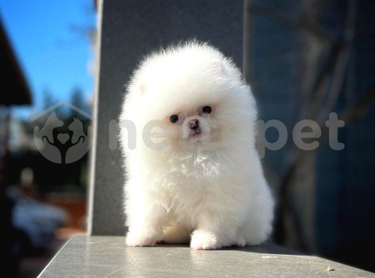 Güzeller güzeli sevimli Pomeranian Boo yavrumuz