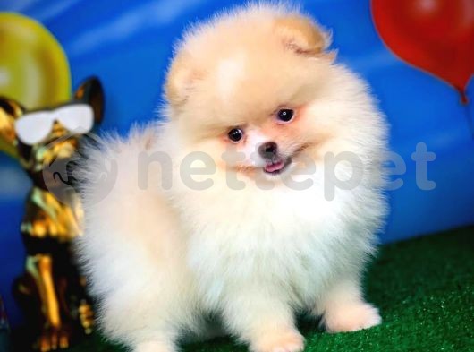 Muhteşem Güzellikte Pomeranian Boo 