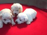 Maltese terrier yavrularımız Rezerveler başladı