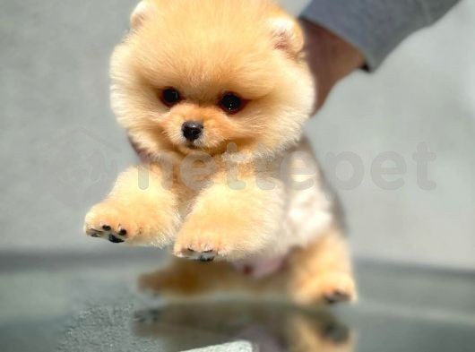 Güzeller güzeli sevimli oyuncu Pomeranian Boo yavrumuz 