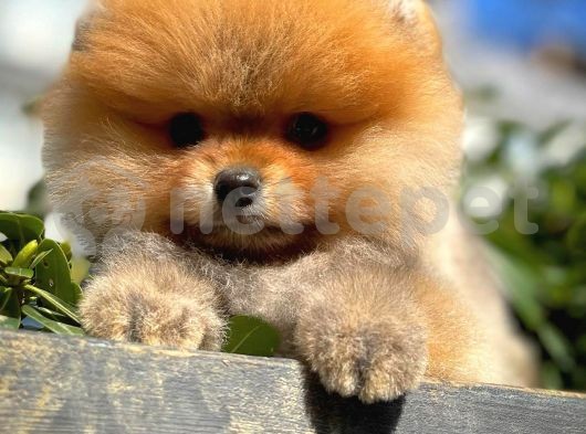 Şirin Oyuncu Pomeranian Boo yavrumuz 