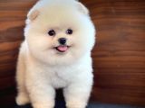Güleryüzlü Çok Tatlı Pomeranian Boo yavrumuz 