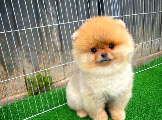 En Tatlı Yüze Sahip Pomeranian Boo 