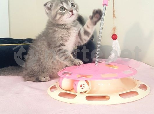 Scottish Fold Silver Tabby  