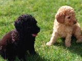 Toy-Poodle 