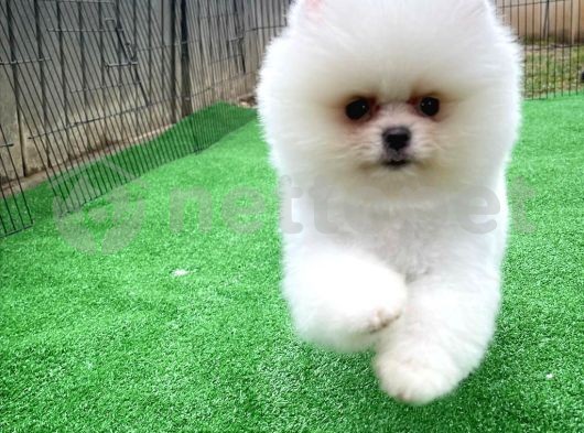 Pomeranian Boo