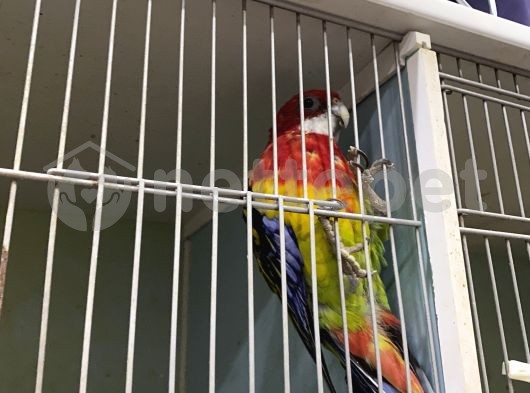 Rozella Papağan