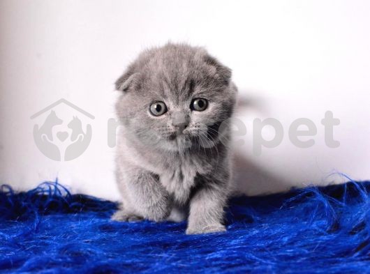 Top Kafa Scottish Fold Erkek Yavrumuz 