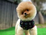 En Tatlı Pomeranian Boo yavrumuz