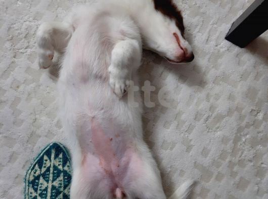 Jack russell terrier dişi 3.5 aylık yavru mavi gözlü boncuk