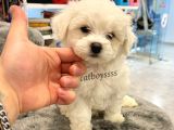 Sevimli mini maltese terrier yavru @catboyssss da