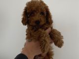 Toy toy poodle