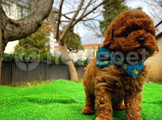 Orjinal Zeki Enerjlk Toy Poodle  Yavrumuz 