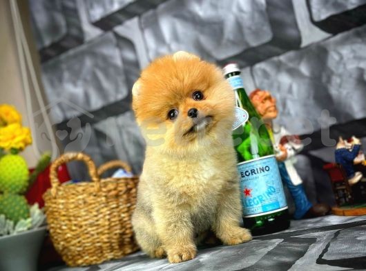 Çok Tatlı Sevimli Pomeranian Boo yavrumuz 