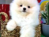 Oyuncu Sevecen Pomeranian Boo yavrumuz 