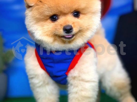 Aa Kalite Pomeranian Boo Yavrularımız