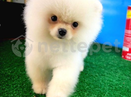 En Tatlısından Pomeranian Boo