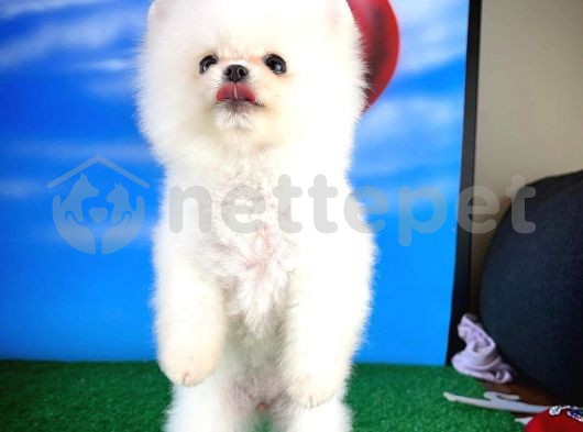 Pomeranian Boo Secereli Safkan