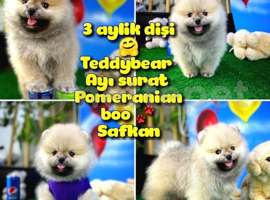 Teddyface Ayı surat Pomeranian boo Safkan Kızımız