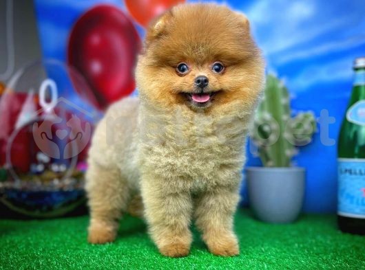 Sağlıklı Oyuncu Pomeranian Boo Yavrumuz 