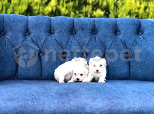 Orijinal ırk ve sağlık garantili AB pasaportlu maltese terrier yavruları 