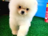 Güleryüzlü Şirin Pomeranian Boo yavrumuz 