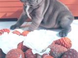 Frenchbulldog blue gri mavi gözlü füme safkan orjinal