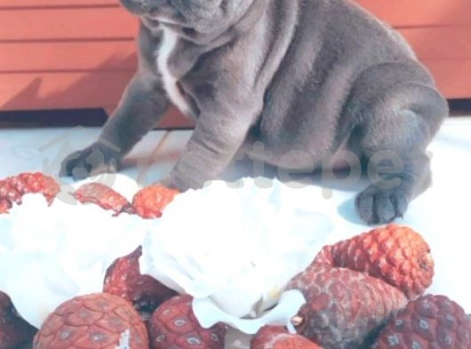 Frenchbulldog blue gri mavi gözlü füme safkan orjinal