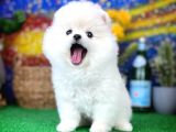 Güleryüzlü Safkan Pomeranian Boo yavrumuz 