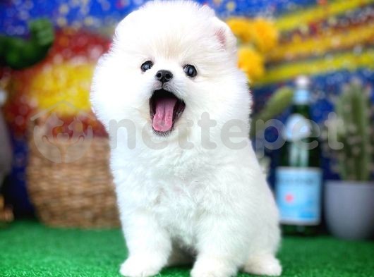 Güleryüzlü Safkan Pomeranian Boo yavrumuz 