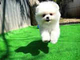 Sağlık ve ırk garantili Pomeranian Boo yavrumuz 