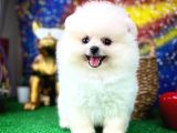 En Tatlısından Pomeranian Boo yavrumuz 