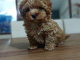 Red brown maltipoo